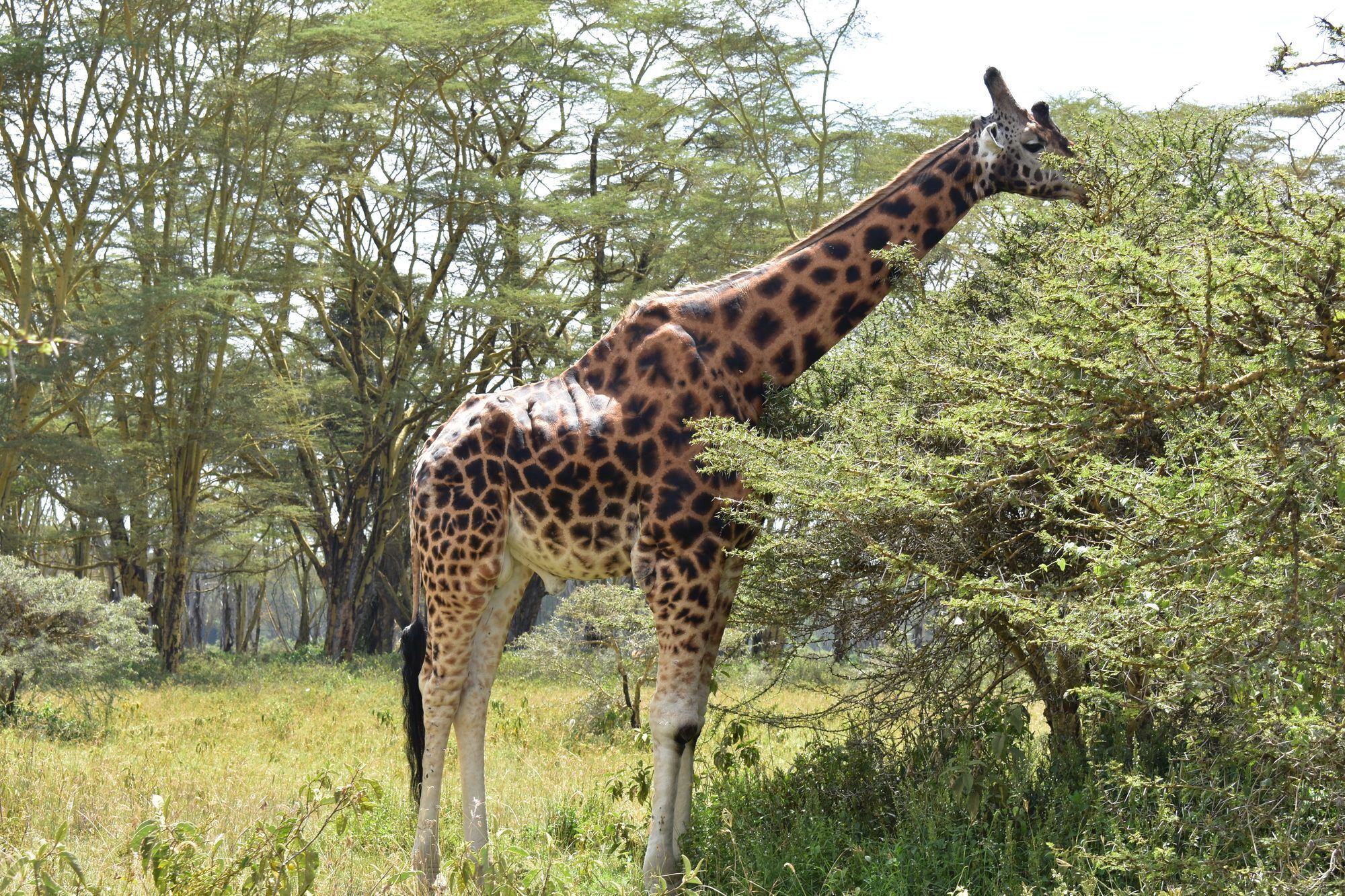 Lake Nakuru Lodge Exterior photo